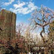 ヒメ日記 2025/03/18 09:17 投稿 かりん 吉原ファーストレディ