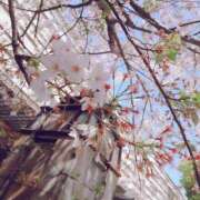 ヒメ日記 2025/03/27 09:16 投稿 かりん 吉原ファーストレディ