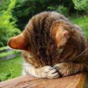 ヒメ日記 2025/05/26 05:45 投稿 かりん 吉原ファーストレディ