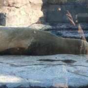 ヒメ日記 2025/07/03 11:06 投稿 かりん 吉原ファーストレディ