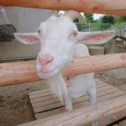 ヒメ日記 2025/07/26 08:26 投稿 かりん 吉原ファーストレディ