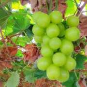 ヒメ日記 2025/10/21 20:19 投稿 かりん 吉原ファーストレディ