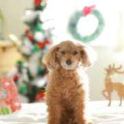 ヒメ日記 2025/11/19 00:28 投稿 かりん 吉原ファーストレディ