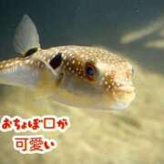 ヒメ日記 2026/02/09 09:16 投稿 かりん 吉原ファーストレディ