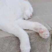 ヒメ日記 2026/02/22 09:20 投稿 かりん 吉原ファーストレディ