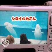ヒメ日記 2026/03/13 06:46 投稿 かりん 吉原ファーストレディ