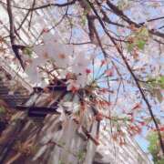 ヒメ日記 2026/03/27 09:10 投稿 かりん 吉原ファーストレディ