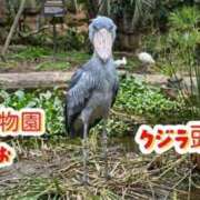 ヒメ日記 2026/04/11 16:16 投稿 かりん 吉原ファーストレディ