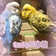 ヒメ日記 2026/05/23 09:17 投稿 かりん 吉原ファーストレディ