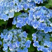 りな お休み 吉原ファーストレディ