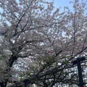 ヒメ日記 2025/04/09 23:18 投稿 いろは 吉原ファーストレディ