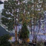 ヒメ日記 2025/01/20 23:16 投稿 かいり 吉原ファーストレディ