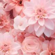 ヒメ日記 2024/12/30 20:40 投稿 しえみ 吉原ファーストレディ