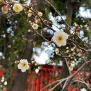 ヒメ日記 2025/02/23 06:51 投稿 しえみ 吉原ファーストレディ