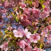 ヒメ日記 2025/03/10 13:16 投稿 えま 吉原ファーストレディ