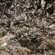 ヒメ日記 2025/04/08 11:56 投稿 えま 吉原ファーストレディ