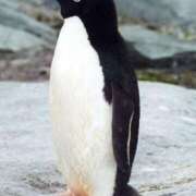 ヒメ日記 2025/04/24 00:56 投稿 みどり 吉原ファーストレディ