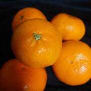 ヒメ日記 2024/12/20 11:46 投稿 みはる 吉原ファーストレディ