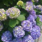 ヒメ日記 2025/06/29 12:31 投稿 みはる 吉原ファーストレディ