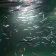 ヒメ日記 2025/09/15 18:18 投稿 みはる 吉原ファーストレディ