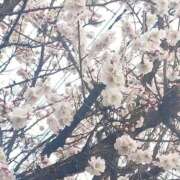 ヒメ日記 2026/03/17 12:31 投稿 みはる 吉原ファーストレディ