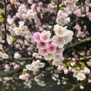 はる 早く来ないかな🌸 吉原ファーストレディ