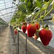 はる お知らせ⋆͛📢⋆ 吉原ファーストレディ