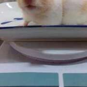 いつき おやすみ中、そして誕生日 吉原ファーストレディ