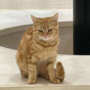 まほ 申し訳ございません… 吉原ファーストレディ