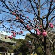 ヒメ日記 2025/02/03 21:54 投稿 らら 吉原ファーストレディ