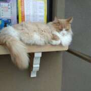 ヒメ日記 2025/02/07 15:46 投稿 らら 吉原ファーストレディ