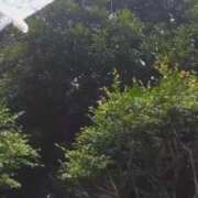 ヒメ日記 2025/03/16 21:28 投稿 らら 吉原ファーストレディ