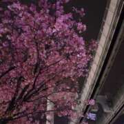 ヒメ日記 2025/04/19 13:26 投稿 らら 吉原ファーストレディ