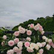 ヒメ日記 2025/05/17 12:26 投稿 らら 吉原ファーストレディ