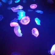 ヒメ日記 2025/11/26 21:59 投稿 らら 吉原ファーストレディ