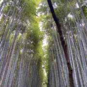 ヒメ日記 2025/01/20 08:26 投稿 あや 吉原ファーストレディ