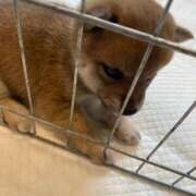 ヒメ日記 2025/02/06 12:47 投稿 あや 吉原ファーストレディ