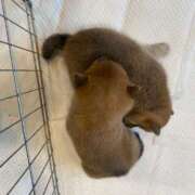 ヒメ日記 2025/02/08 17:17 投稿 あや 吉原ファーストレディ