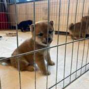 ヒメ日記 2025/02/12 20:06 投稿 あや 吉原ファーストレディ