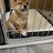 ヒメ日記 2025/02/23 21:26 投稿 あや 吉原ファーストレディ