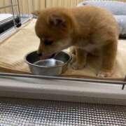 ヒメ日記 2025/02/24 09:56 投稿 あや 吉原ファーストレディ