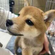 ヒメ日記 2025/03/15 07:56 投稿 あや 吉原ファーストレディ