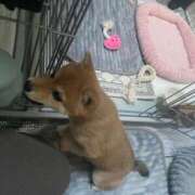 ヒメ日記 2025/03/18 07:22 投稿 あや 吉原ファーストレディ