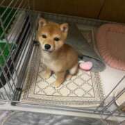 ヒメ日記 2025/03/23 08:33 投稿 あや 吉原ファーストレディ