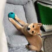 ヒメ日記 2025/03/25 21:36 投稿 あや 吉原ファーストレディ