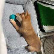 ヒメ日記 2025/03/30 05:16 投稿 あや 吉原ファーストレディ