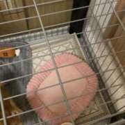 ヒメ日記 2025/04/08 16:45 投稿 あや 吉原ファーストレディ