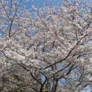 ヒメ日記 2025/04/09 07:56 投稿 あや 吉原ファーストレディ