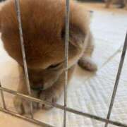 ヒメ日記 2025/04/17 03:16 投稿 あや 吉原ファーストレディ