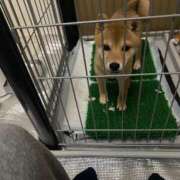 ヒメ日記 2025/04/20 06:28 投稿 あや 吉原ファーストレディ